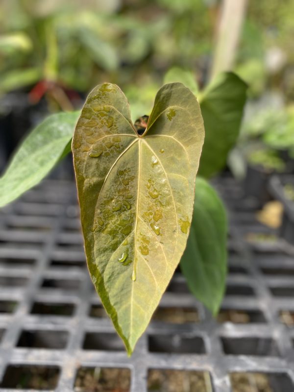 Anthurium Fairchild x NSE red crystallinum