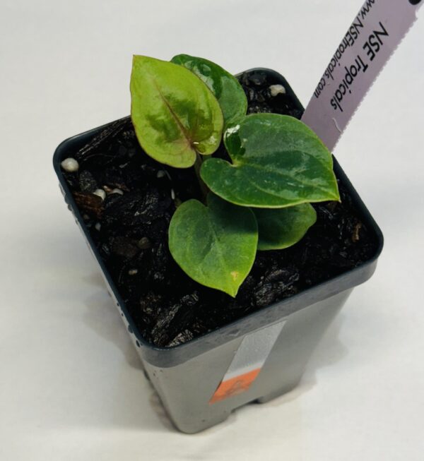 Small size Anthurium dressleri - Image 2
