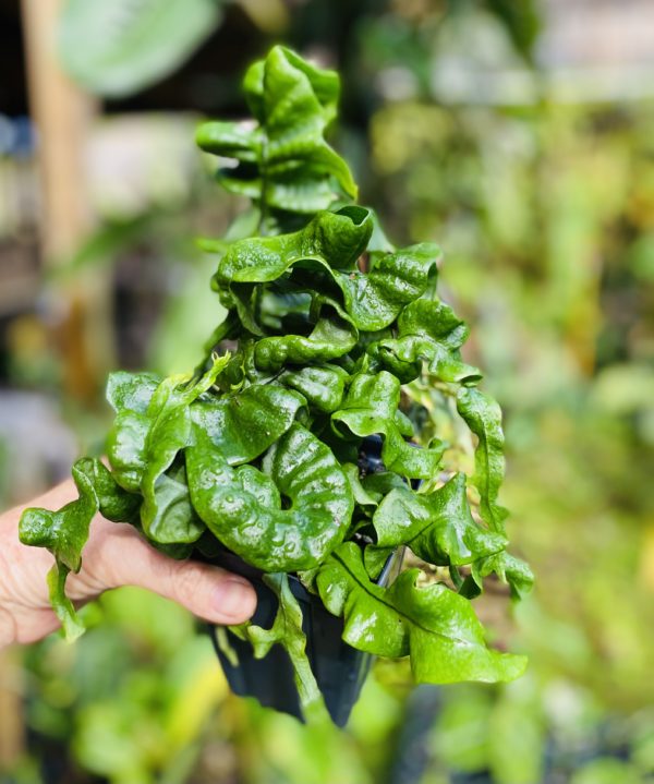 Microsorum punctatum 'Curly Sue'