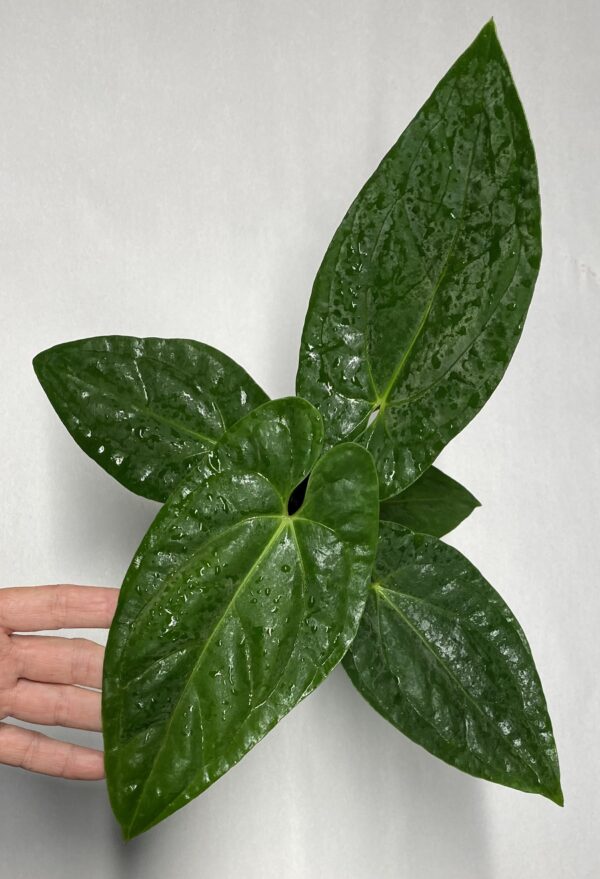 Anthurium papillilaminum RA Select unnumbered