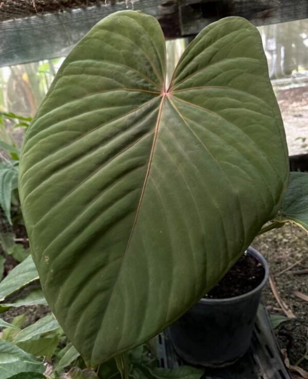 Anthurium kunayalense