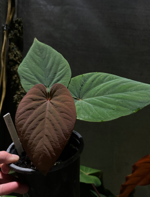 Anthurium kunayalense - Image 2