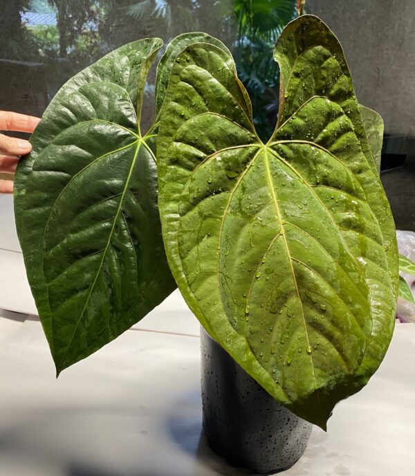 Anthurium papillilaminum RA unnumbered - Image 2