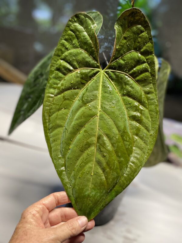 Anthurium papillilaminum RA unnumbered