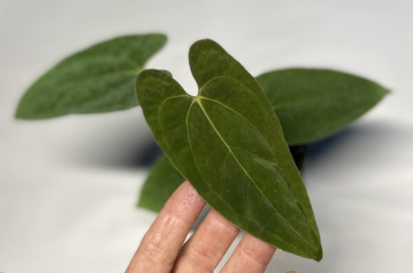 Anthurium papillilaminum RA unnumbered - Image 3