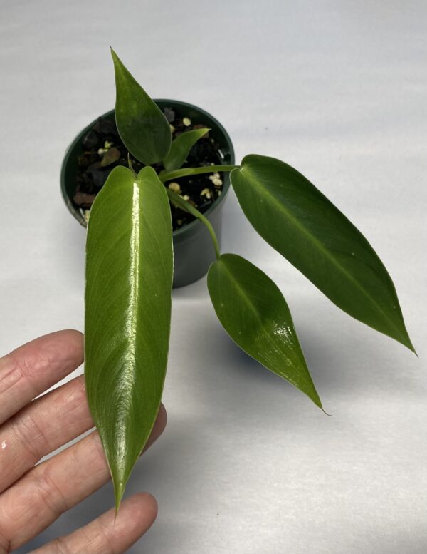 Small size Philodendron spiritus sancti - Image 2