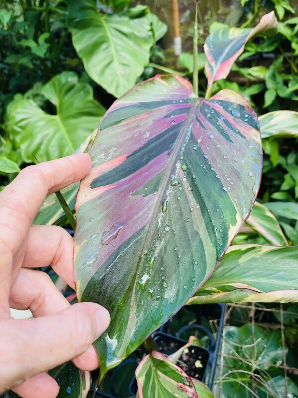 Hot pink Musa 'Nono' variegated banana - Image 5