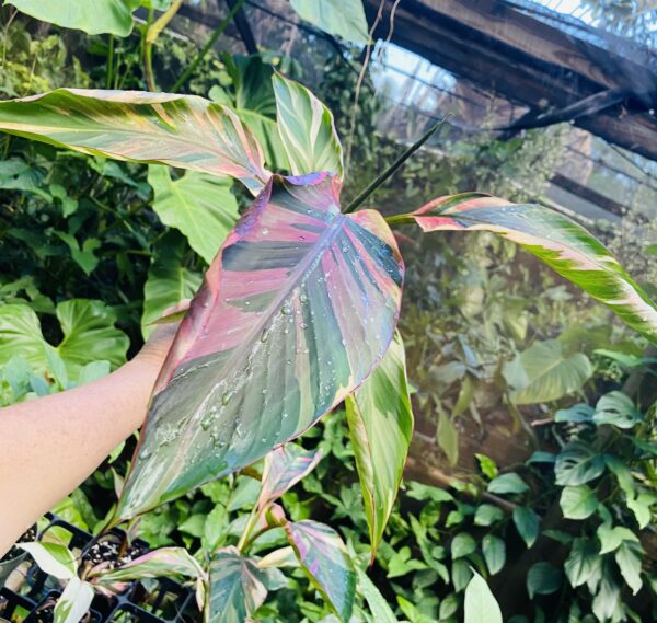Hot pink Musa 'Nono' variegated banana - Image 7