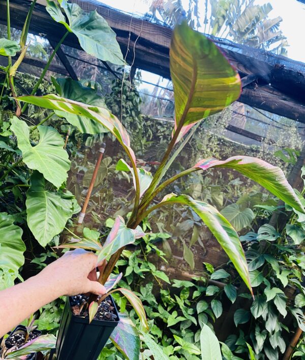 Hot pink Musa 'Nono' variegated banana - Image 6