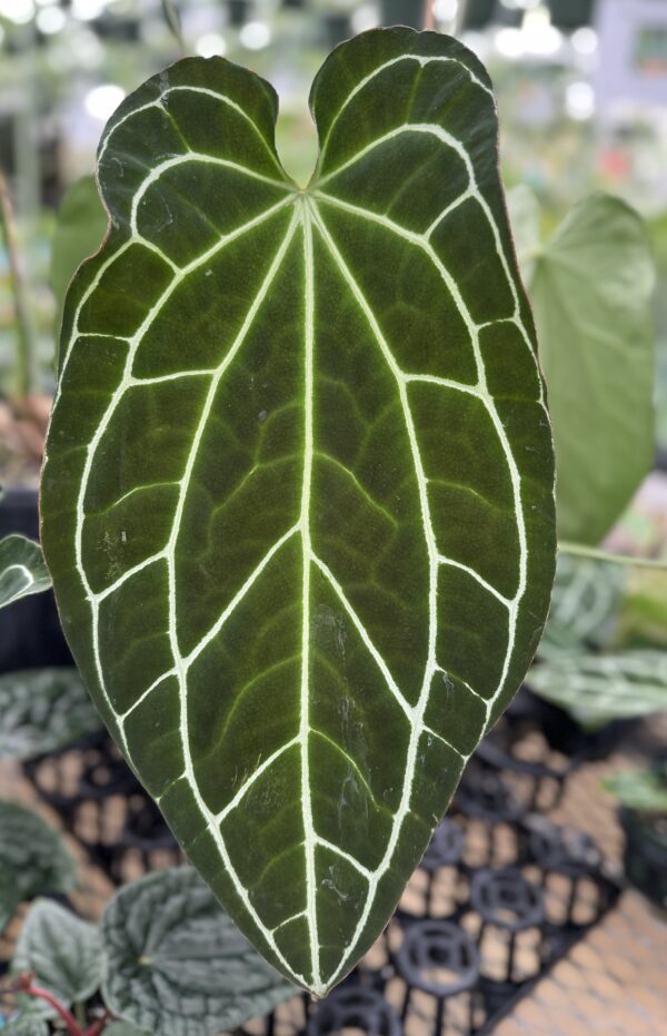 Anthurium Crystallinum seedling