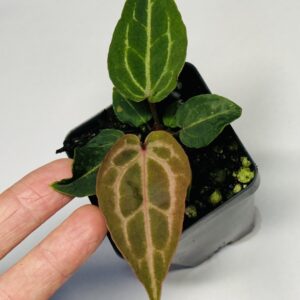 Anthurium NSE red crystallinum seedling - NSE Tropicals