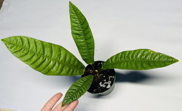 Anthurium reflexinervium - Image 2