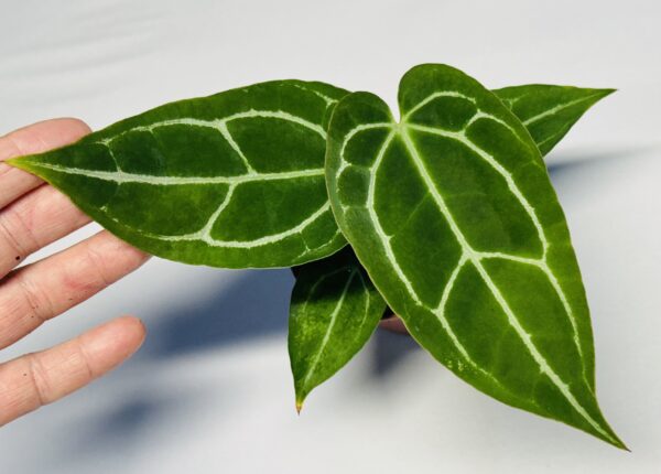 Anthurium Crystallinum seedling - Image 2