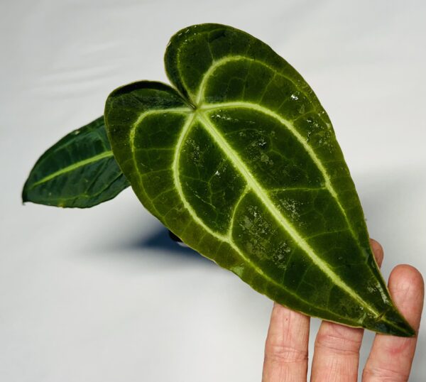 Small Anthurium regale - Image 2