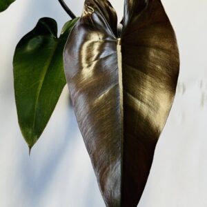Philodendron Majesty
