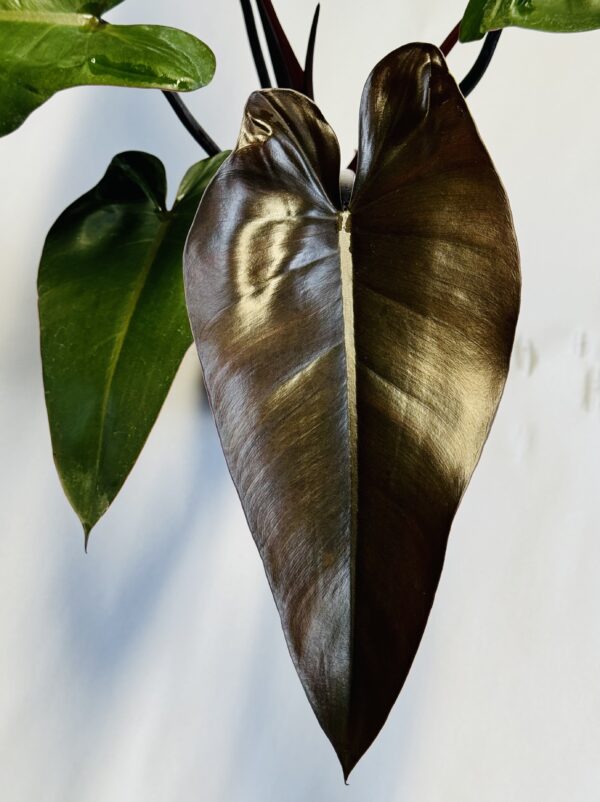 Philodendron Majesty - Image 2