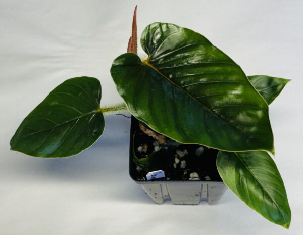 Philodendron squamicaule/serpens - Image 2
