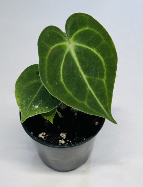 Anthurium clarinervium - Image 2