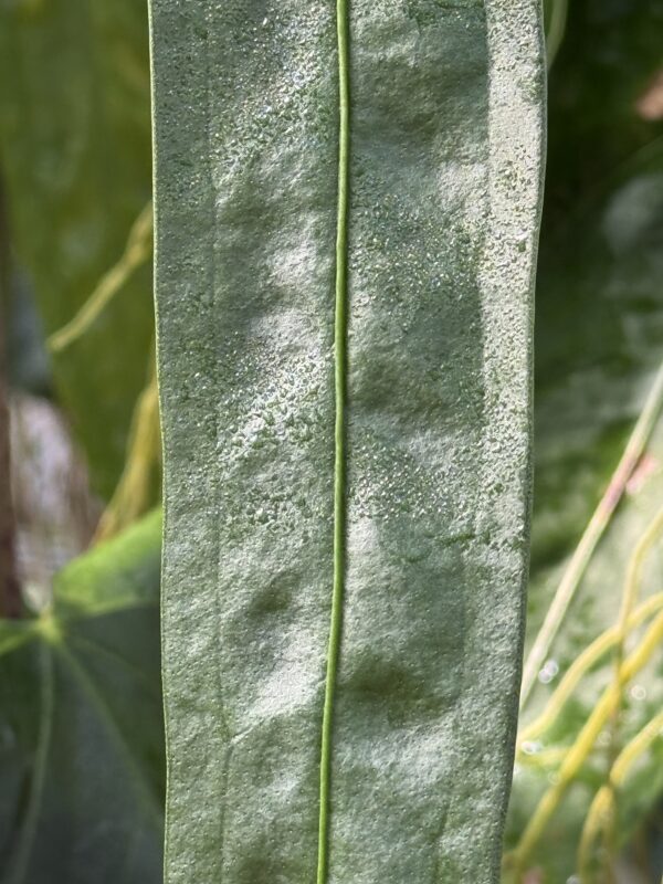 Anthurium wendlingeri seedling - Selby - Image 2