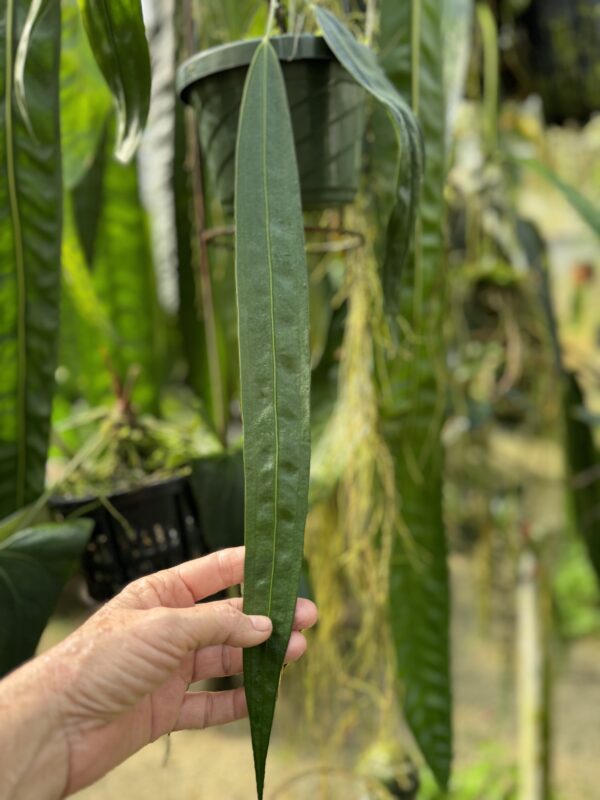 Anthurium wendlingeri seedling - Selby