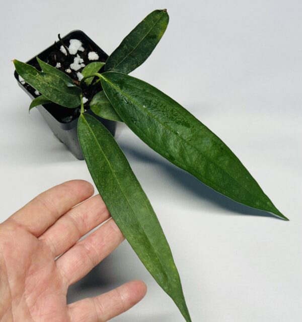 Anthurium wendlingeri seedling - Selby - Image 3
