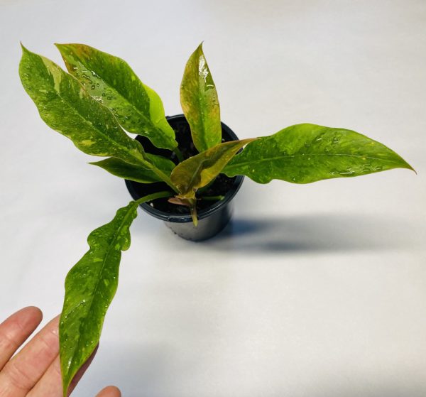 Philodendron 'Ring of Fire' - Image 2