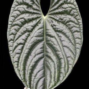 Lg Anthurium luxurians