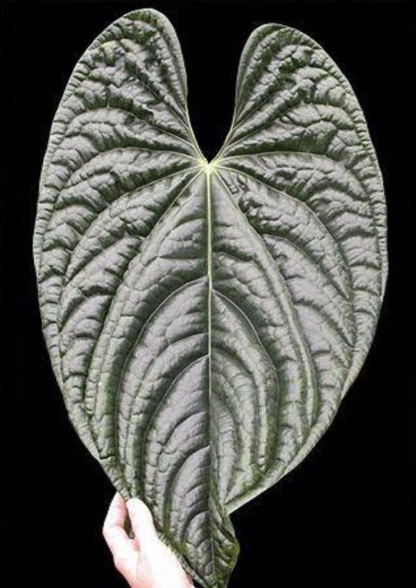 Small Anthurium luxurians