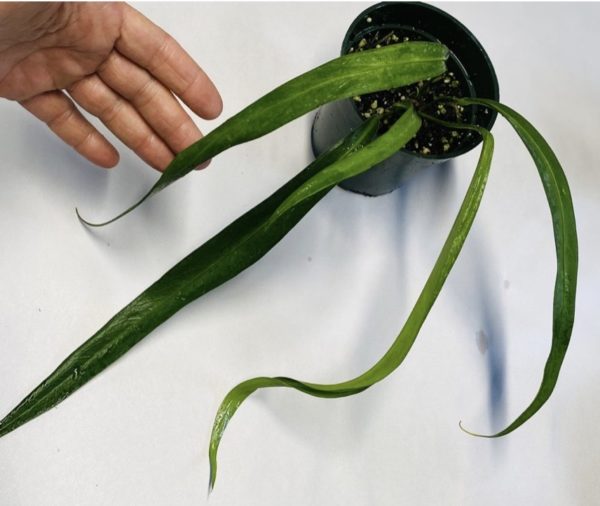 Anthurium friedrichsthalii