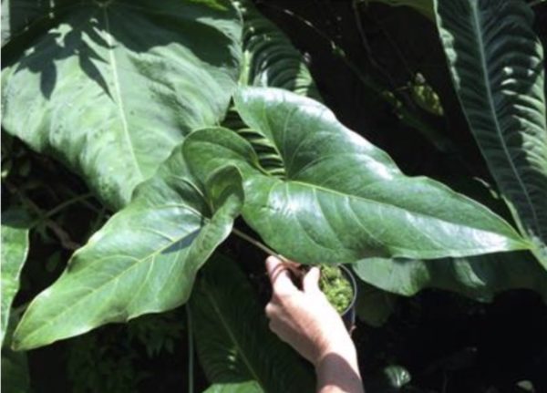 Anthurium watermaliense