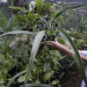 Philodendron alternans