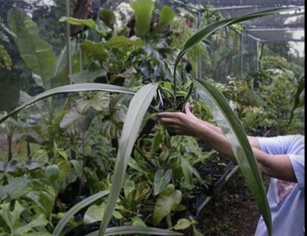 Philodendron alternans