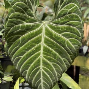 Anthurium regale