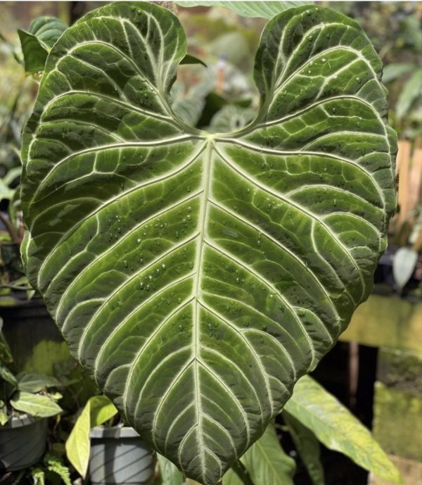 Anthurium regale