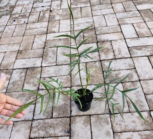 Philodendron polypodioides