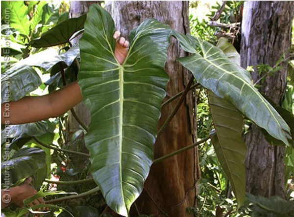 Philodendron bernardopazii