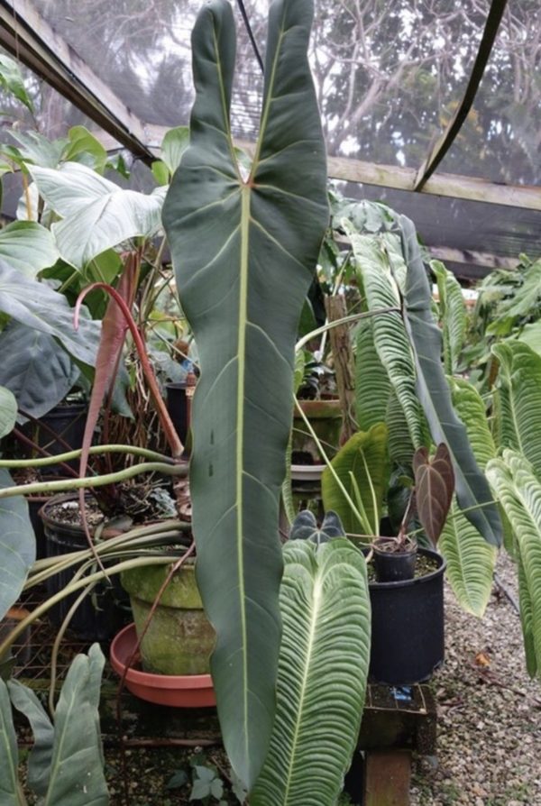 Small size Philodendron spiritus sancti