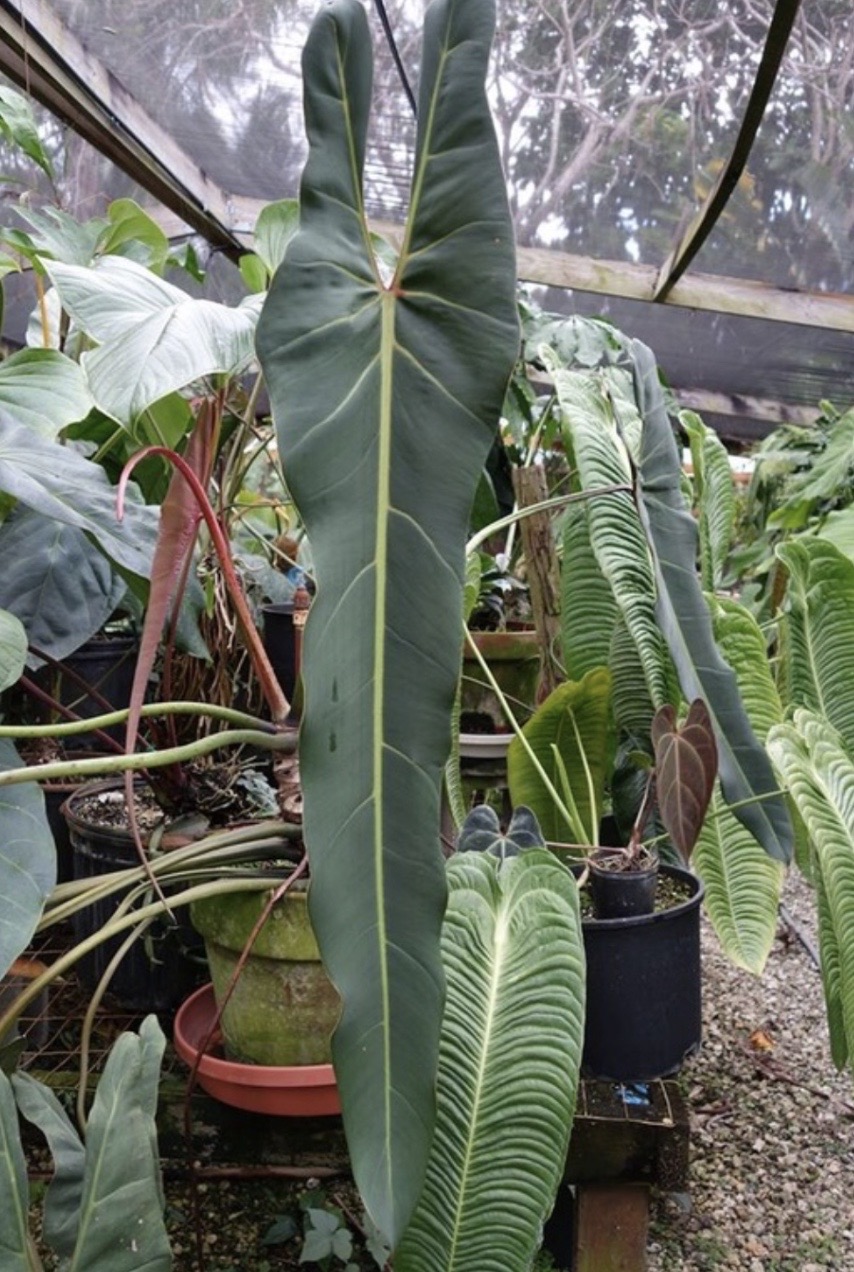 Philodendron spiritus-sancti