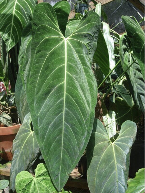 Anthurium 'Dark Mama'