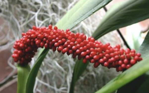 Anthurium bakeri