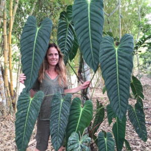 Philodendron esmeraldense