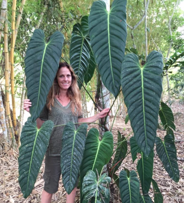 Philodendron esmeraldense