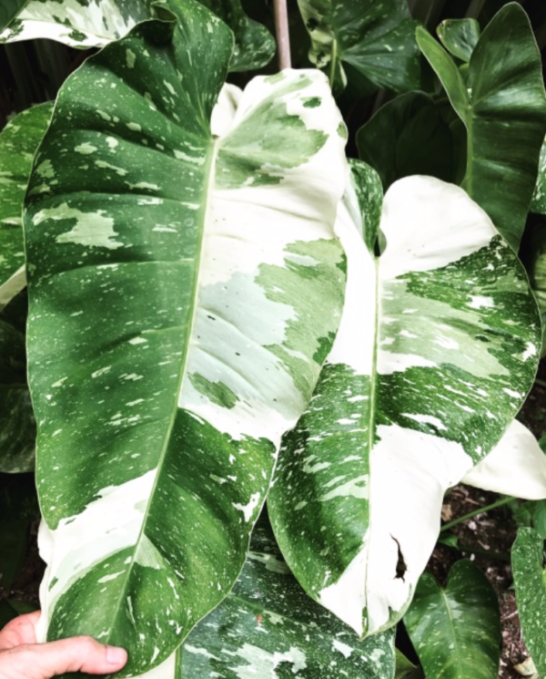 Philodendron Jose Buono