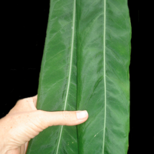 Anthurium pallidiiflorum