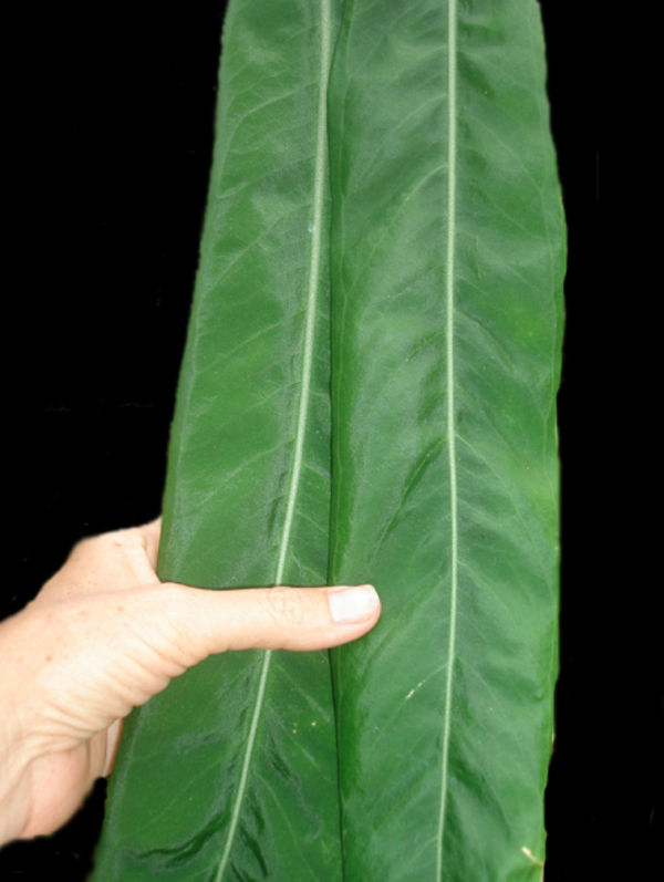 Anthurium pallidiiflorum