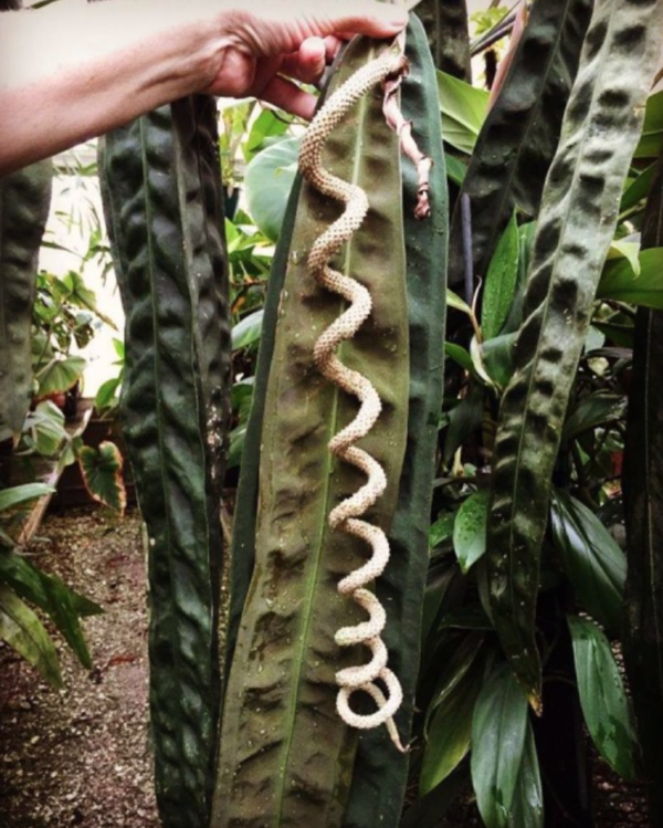 Anthurium wendlingeri seedling - Rio Gloria form