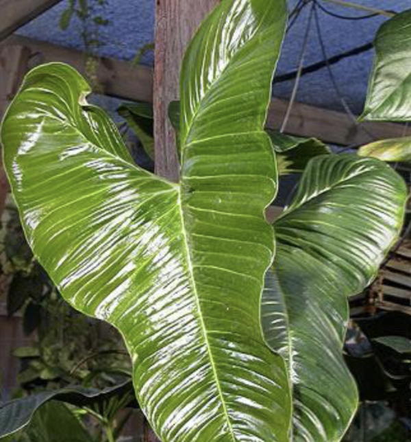 Philodendron cf lupinum