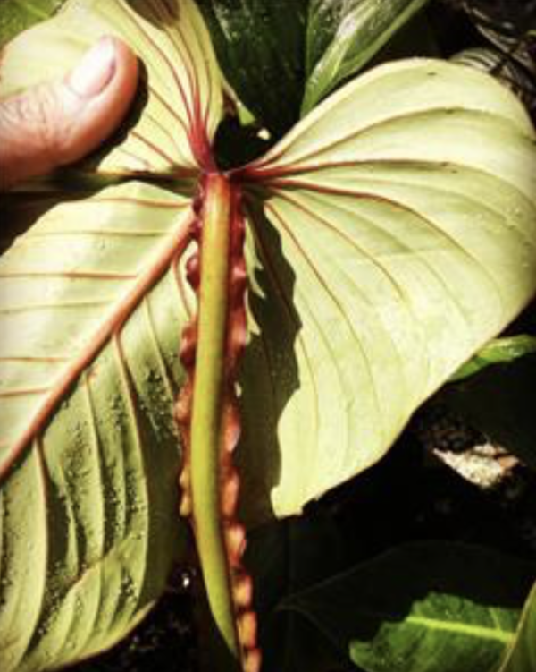 Philodendron alatiundulatum