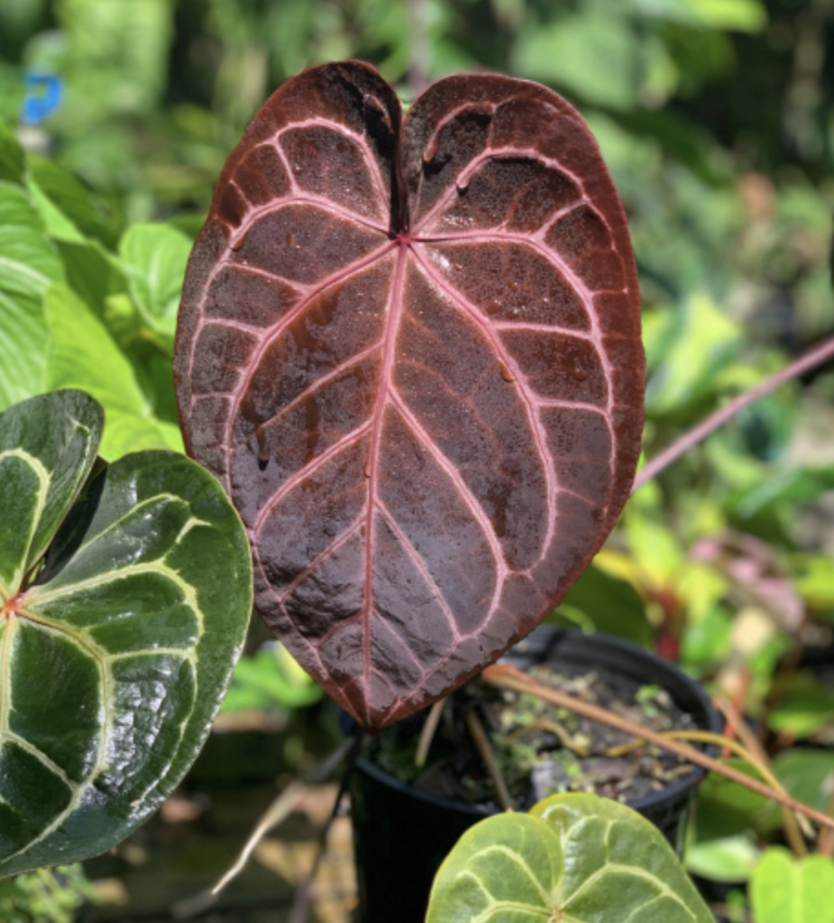 Anthurium red crystallinum seedling - NSE Tropicals