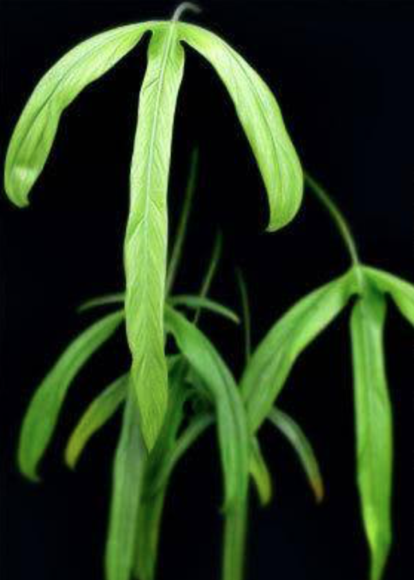 Philodendron holtonianum